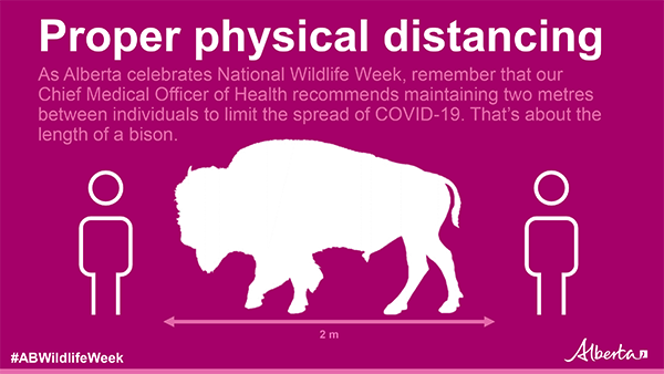 AB_Enviro's tweet photo. It’s #NationalWildlifeWeek! Remember to practice physical distancing when spending time outdoors.

#DYK that 2 metres is about the same length as a bison? 

#ABWildlifeWeek https://t.co/uFZZeOS8pq