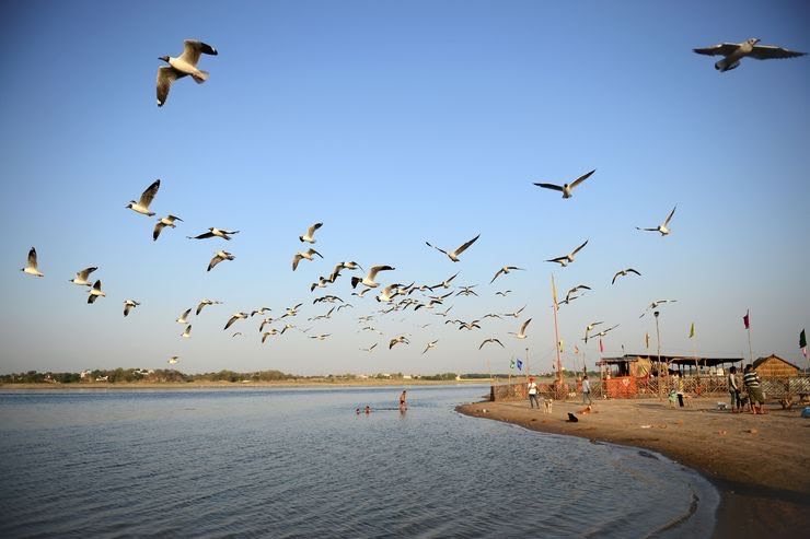 Seagulls over Arail Ghat  #PrayagRaj