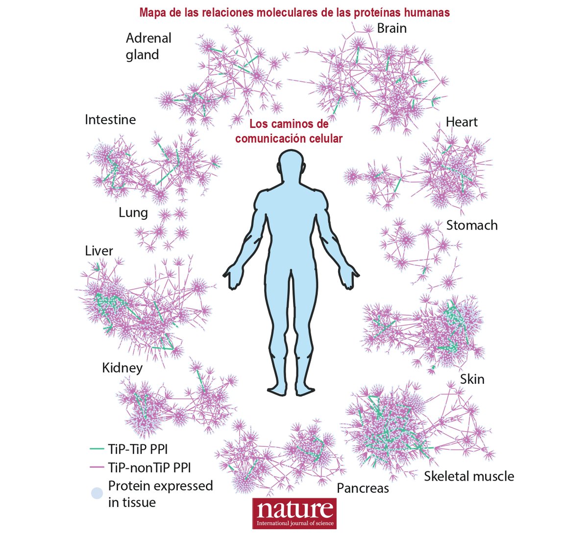 Hace 30 años (1/oct/1990) se anunciaba el Proyecto Genoma Humano, un  programa de investigación internacional que buscaba hacer un mapa completo  de los genes humanos (genoma). El trabajo se completó en 2003., image size:1200x1089