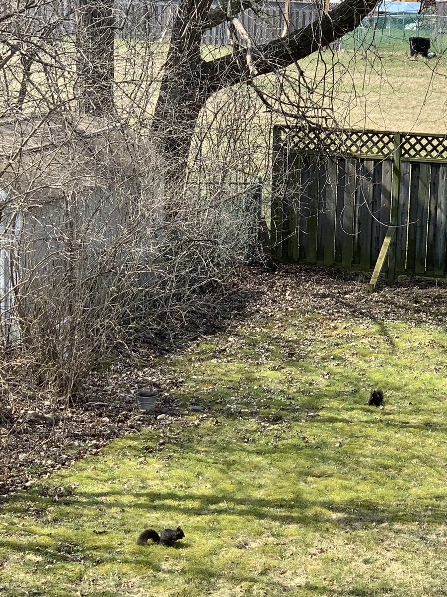 spankyfinch's tweet photo. 👀How many squirrels can you see? #squirrelmath #backyardnature #viewfrommywindow @ForestValleyOEC @HinterlandWhosW https://t.co/li2WawgXB2 https://t.co/2zs6Swzkeu