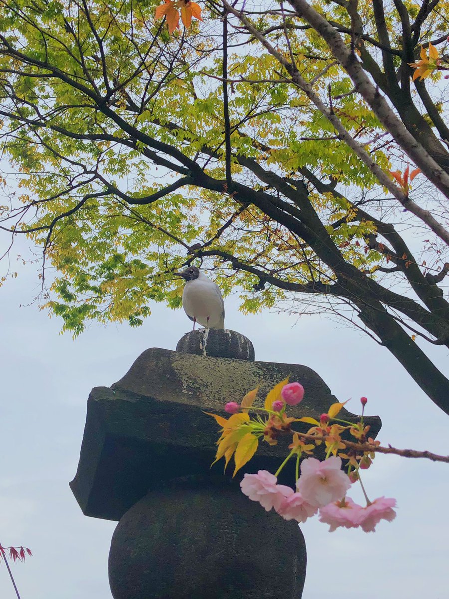 juliine05's tweet photo. Mes meilleures photos du Japon ⬇️ https://t.co/LWulYdhSZ2
