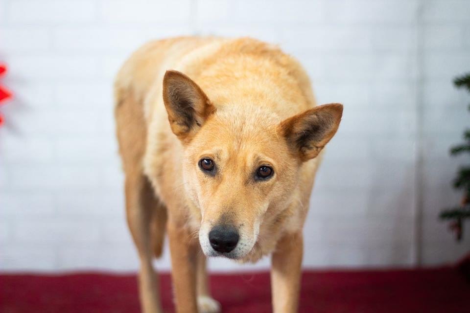 Herz_Streuner's tweet photo. Anouschka, auch du findest dein Heim! Anouschka ist eine sehr liebe ca 3 jährige Dame, die sich mit allen sehr gut versteht. Wer kann ihren Äuglein widerstehen? ♥️🍀

#dog #dogoftheday #dogsoftwitter #savelife #rescuedog #rescue #AdoptDontShop #foster #tierschutz #doglover https://t.co/5cSZ9u9ooM