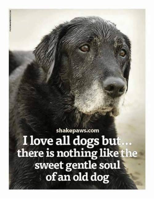 ShadowDogDesign's tweet photo. I love all #dogs but . . there is nothing like the sweet gentle soul of an old #dog.
#BestFriend #LoyalForLife #DogsAreLove #OldDogs https://t.co/XIuoMDPlzd