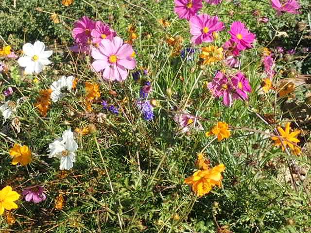 Francois Grunewald tweet media