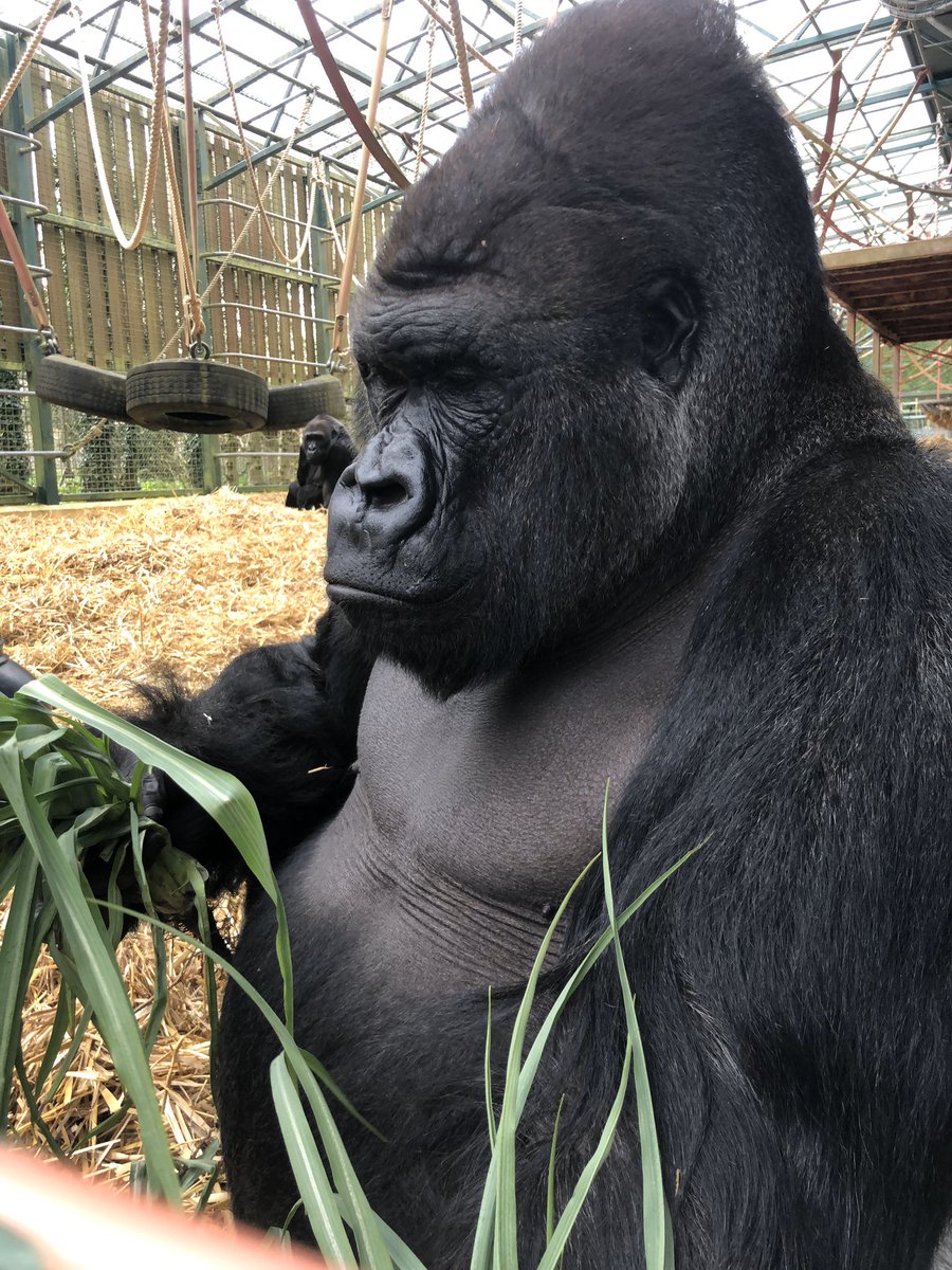 The_Pig_Hotel's tweet photo. Supporting our locals! Yesterday the team at THE PIG-at Bridge Place delivered their Kitchen Garden harvest and fresh eggs to a slightly different neighbourhood family in need. The gorillas at @howlettspark seemed to enjoy their lunch! 🌿 #howletts @AspinallCharity @RobinHutson https://t.co/6Kl5Qbz5u7