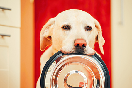 VivLinRealtor's tweet photo. The Best Breeds for First-Time Homeowners https://t.co/mNKO09KQl3 https://t.co/39YOIwSnuH