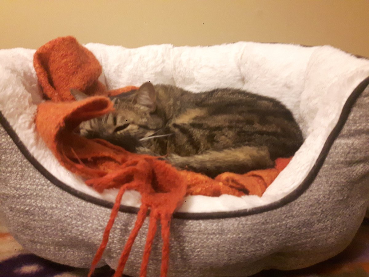 This dingus, though. 😽