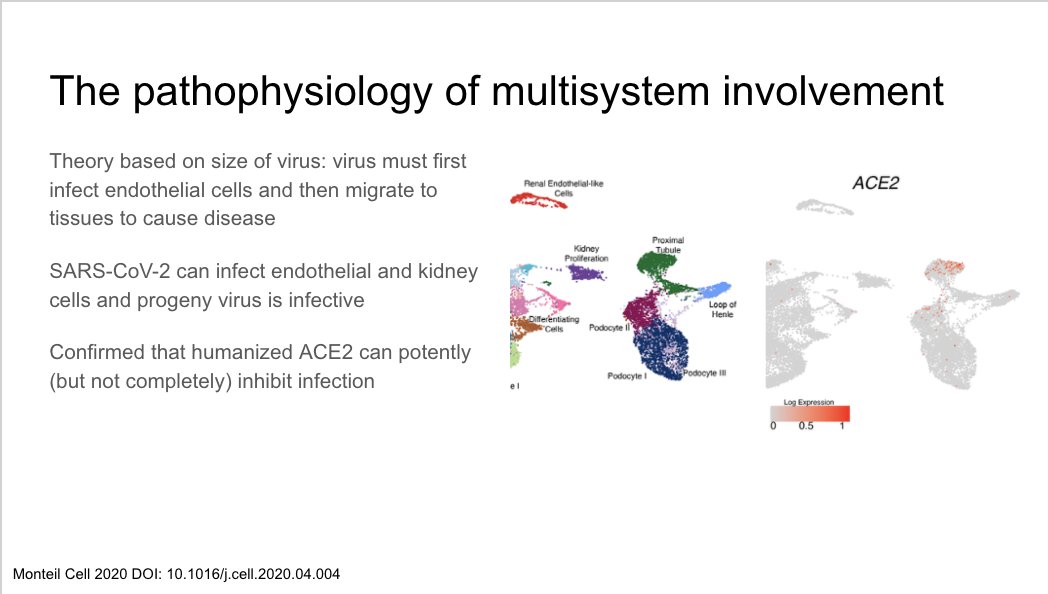Theorized that because of virus size, it first infects endothelial cells before migrating to other tissues to cause disease. Paper shows SARS-CoV-2 can infect endothelial and kidney cells. humanized ACE2 can inhibit  https://www.cell.com/pb-assets/products/coronavirus/CELL_CELL-D-20-00739.pdf