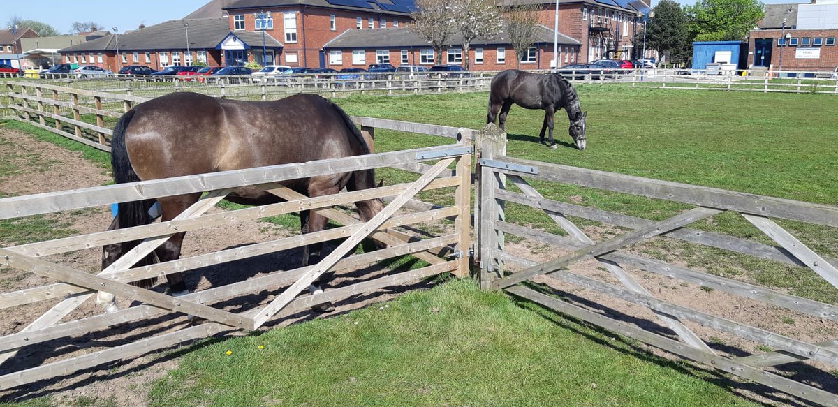 Chunky and Amber also joined the flying squad today. It didn’t last long as the grass was more important #StandTall #PHChunky #PHAmber #FieldDay