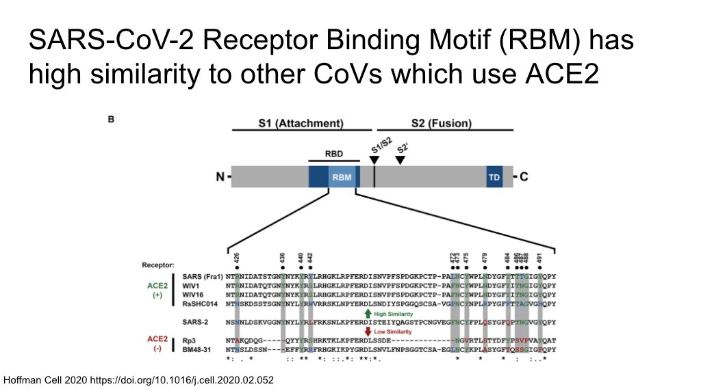 Receptor binding motif of SARS-CoV-2 is similar to other CoVs which use ACE2