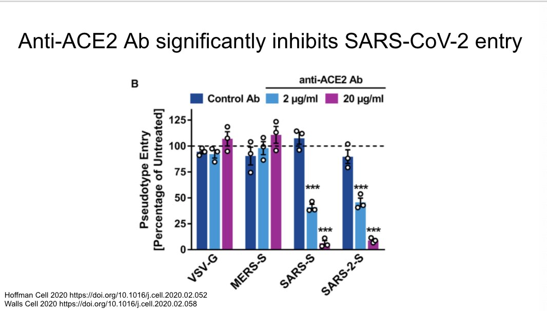 Anti-ACE2 ab significantly inhibits SARS-CoV-2 https://www.sciencedirect.com/science/article/pii/S0092867420302622