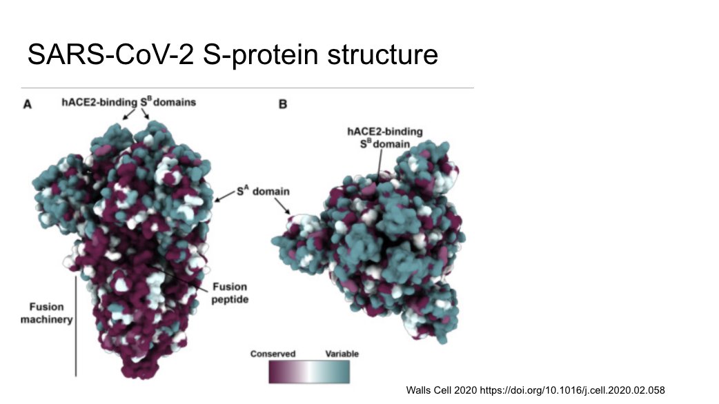 Conserved vs variable regions of the SARS-CoV-2 s-protein