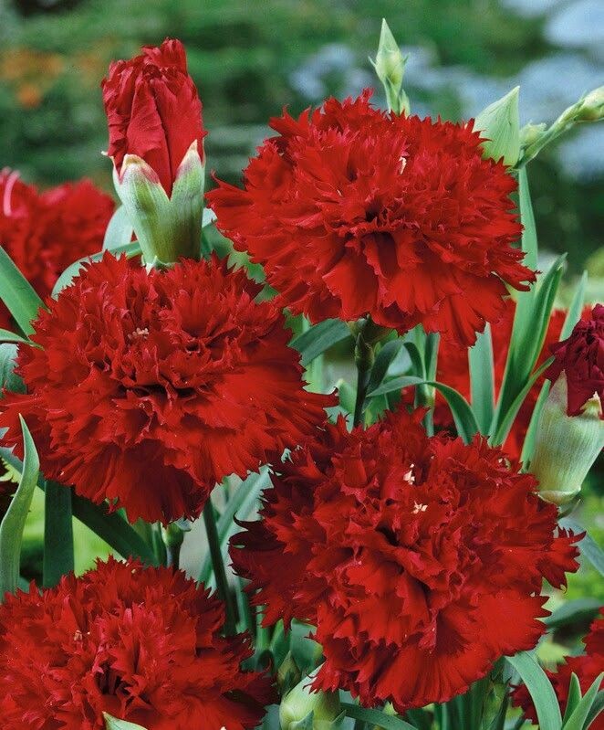 Red Carnation: referred to as God's flowers. Symbolizes deep love.