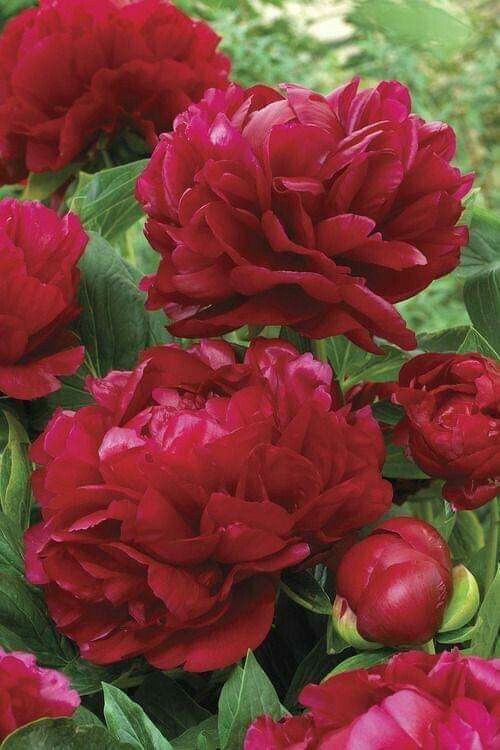 Peony: named after the Greek God of medicine, Paeon. The Chinese name is sho yu, which means 'most beautiful'. Symbolizes prosperity and beauty.