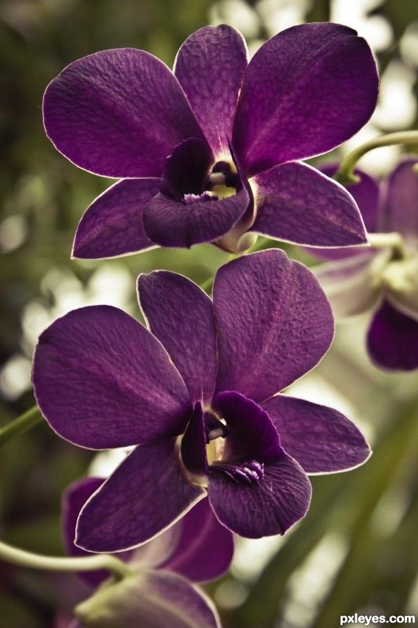 Purple Orchid: symbolizes admiration, respect, dignity and royalty.