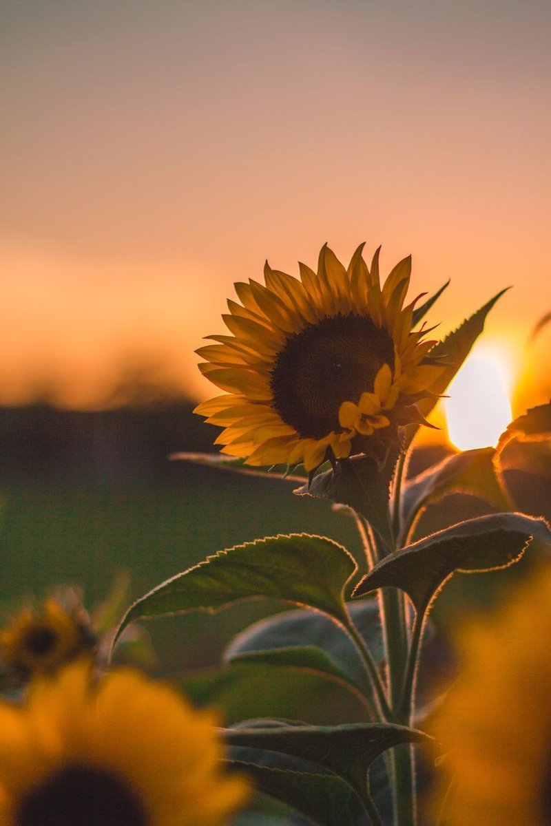 Sunflower: symbolizes adoration, loyalty and provision.