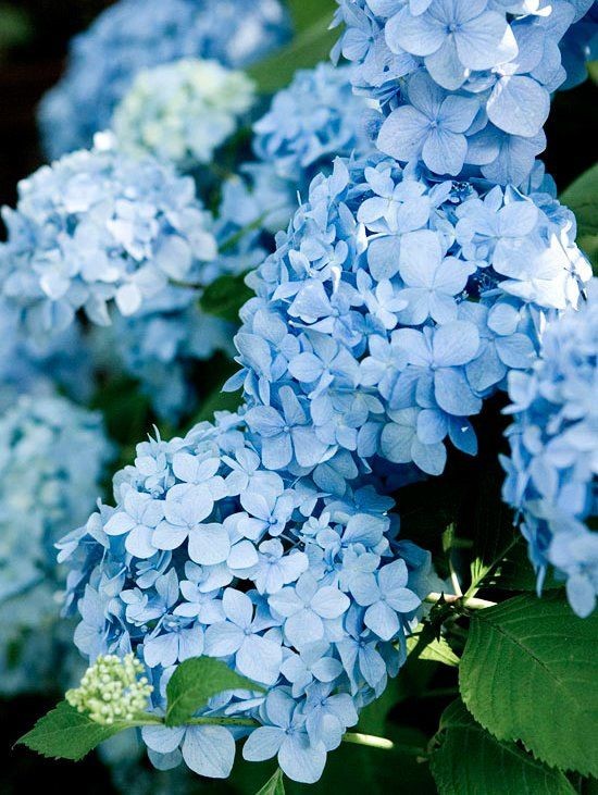 Blue Hydrangea: symbolizes forgiveness, regret, deep sorrow or rejection.