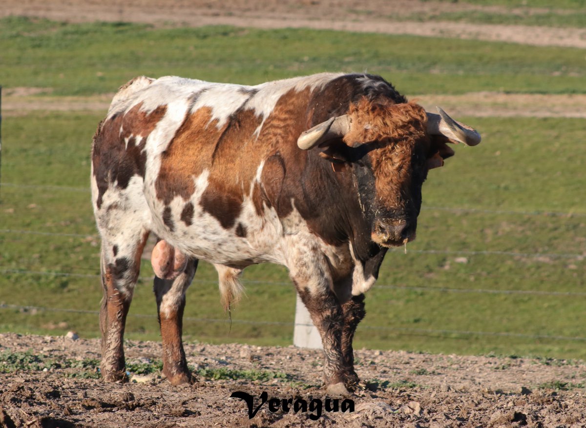 Una ganadería de origen Cubero y de las mas espectaculares del campo bravo por su variedad de pelos es la de Jodar y Ruchena <a href="/JodaryRuchena/">Jodar y Ruchena</a> 
encastesbravos.blogspot.com/search/label/J…