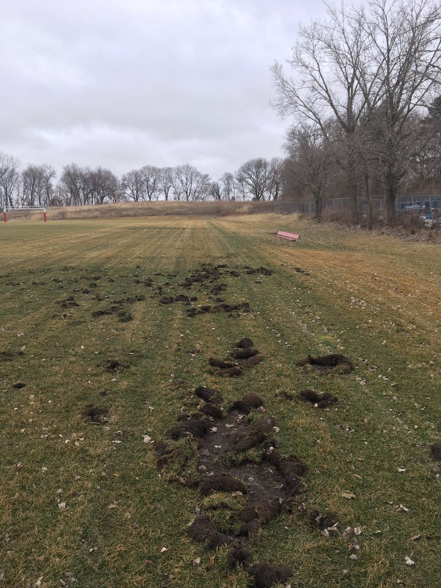 New turf blog on racoon damage on sports fields at Iowa State.  See extension.iastate.edu/turfgrass/blog…