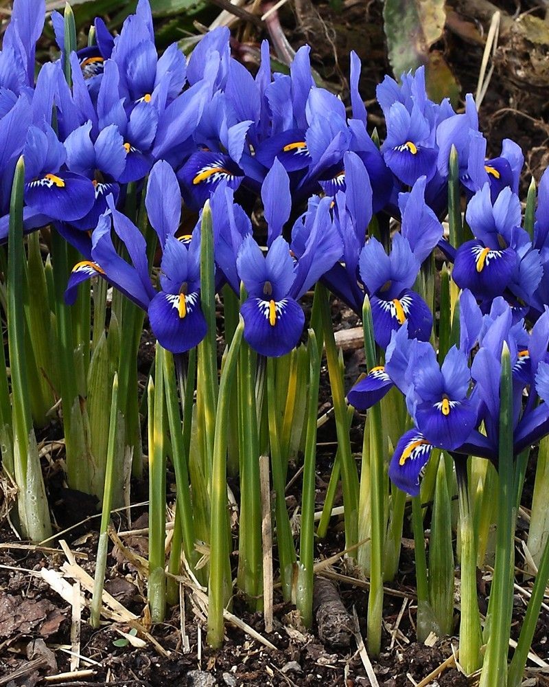 Blue Iris: named after the ancient Greek goddess Iris, who was a messenger to the Gods, traveling between heaven and earth using a rainbow as a bringe. Symbolizes hope and faith.