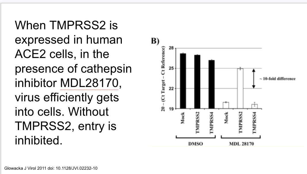 in addition to ACE2, TMPRSS2 (expressed in type 2 pneumocytes) also important for cellular entry