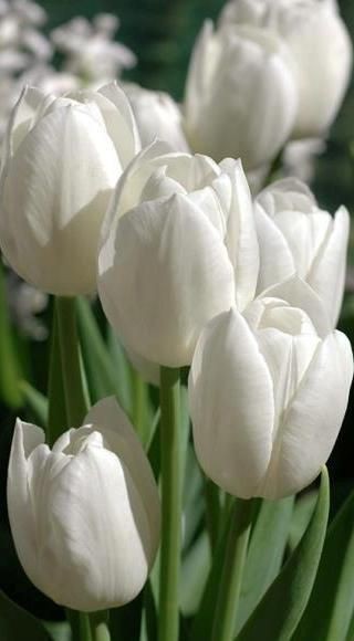 White Tulip: symbolizes heaven and eternity.