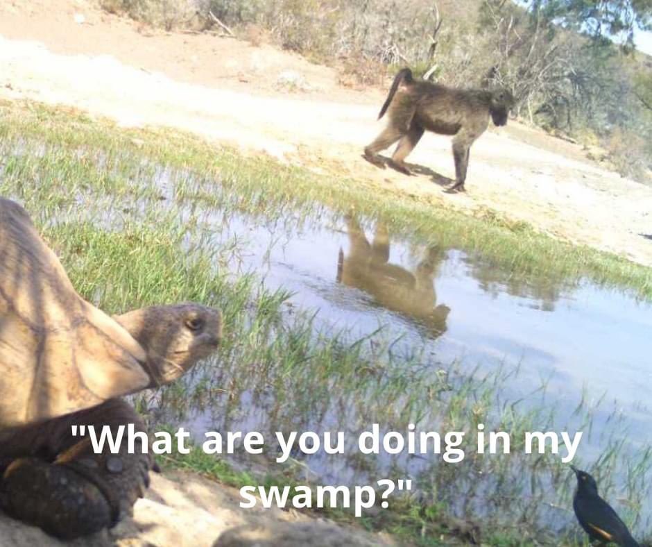 SnapshotSafari's tweet photo. "What are you doing in my swamp?"

Hannah Johnson is the winner from yesterday's Facebook caption contest! Follow our page to participate in future contests: https://t.co/SkEbx5MYFe. https://t.co/OqBBabyneT