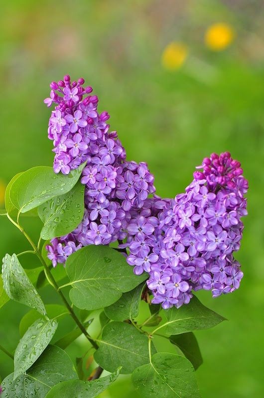 Purple Lilac: Botanical name is Syringa & derives from an ancient Greek legend about the God of the forests, who was besotted with the beauty of a nymph named Syringa, who turned herself into a lilac bush to hide from his relentless advances. Symbolizes the loss of a great love.