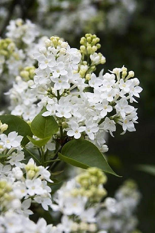 White Lilac: symbolizes purity and innocence, either in childhood or in heaven.