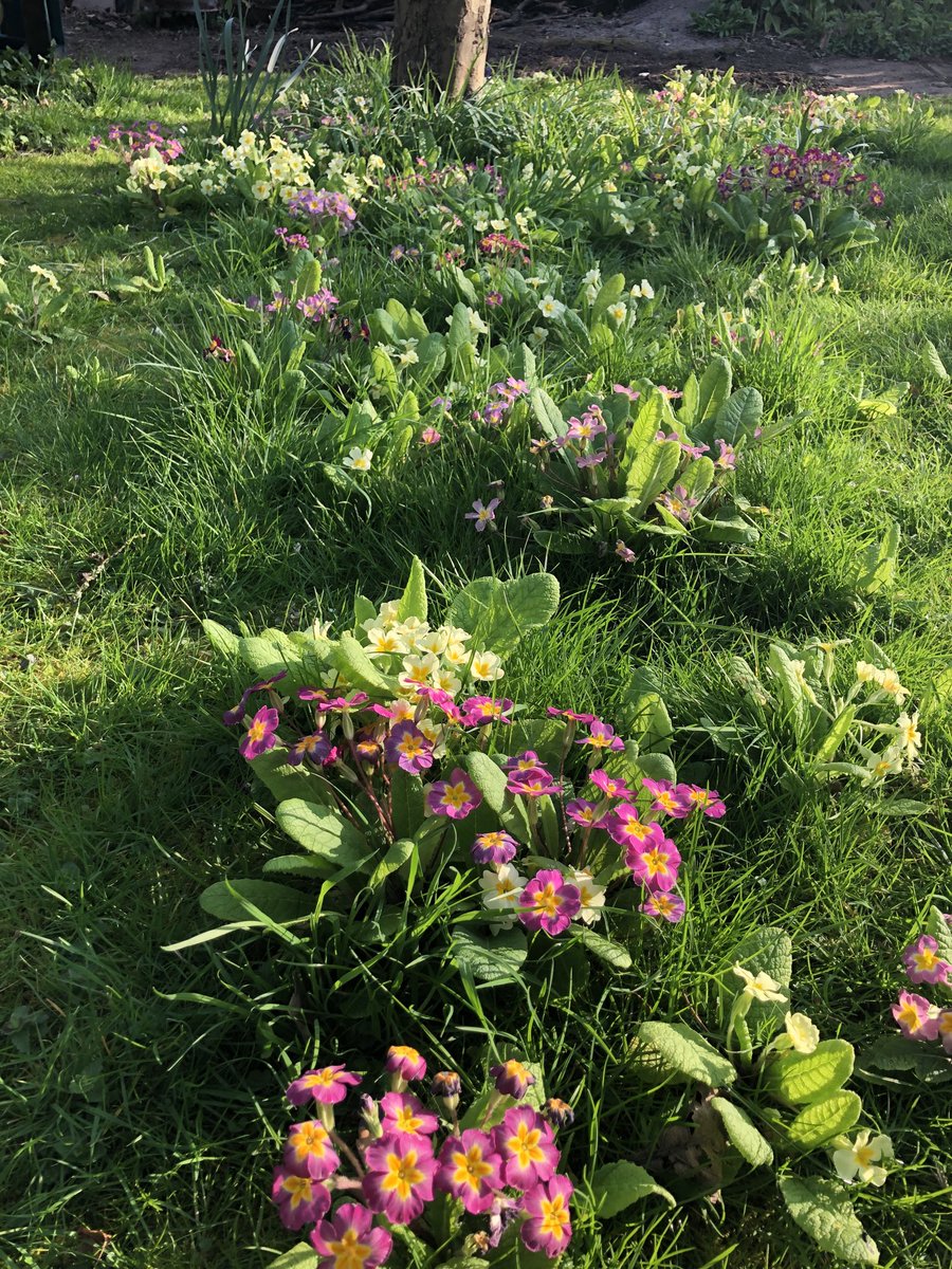 PaulBlezard's tweet image. #todayoutside #undertheappletree ⁦@Joannechocolat⁩