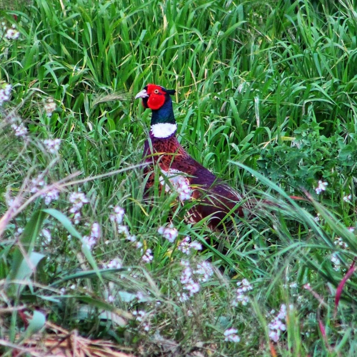 Ça grouille de vie dans les vignes du Languedoc 🌱🐛🐝🦎🐧🍇 vive la biodiversité 👏👏 #lavignecontinue #wine #winelover