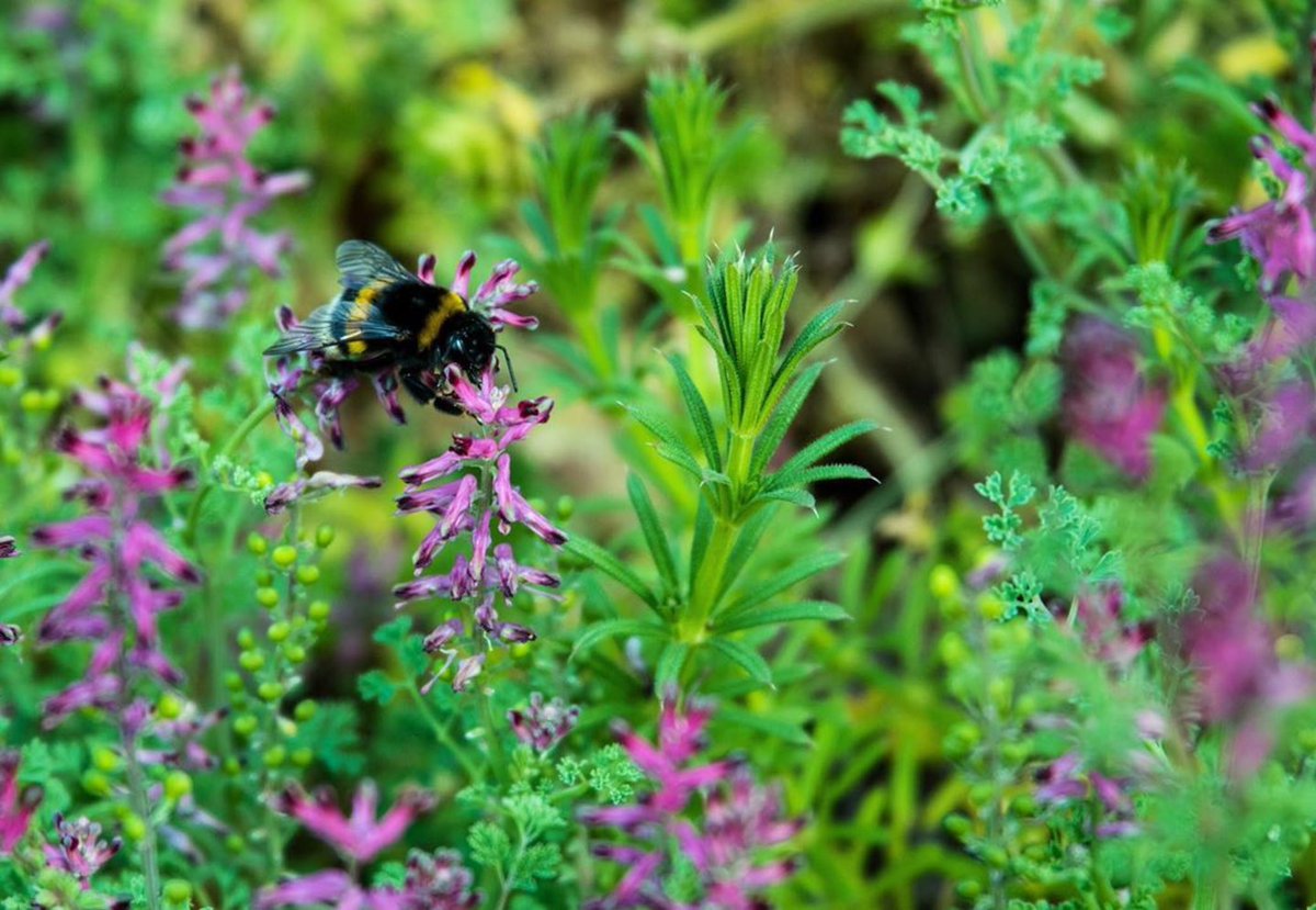 VinsduLanguedoc's tweet photo. Ça grouille de vie dans les vignes du Languedoc 🌱🐛🐝🦎🐧🍇 vive la biodiversité 👏👏 #lavignecontinue #wine #winelover https://t.co/rj6hy0DsTx