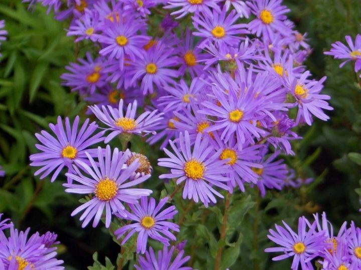 Michaelmas(Aster)Daisy: according to Greek legend, when the God Jupiter flooded the earth to destroy the warring men, the goddess Astraea was so upset she asked to be turned into a star. Aster is the Greek word for star-the shape of this flower. Means "Farewell... I will miss you