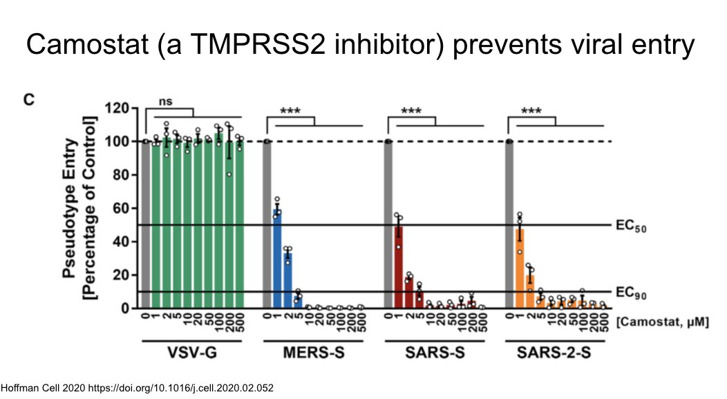 Camostat is a TMPRSS2 inhibitor and in experimental conditions prevents viral entry. Being studied clinically now. https://sciencedirect.com/science/article/pii/S0092867420302294