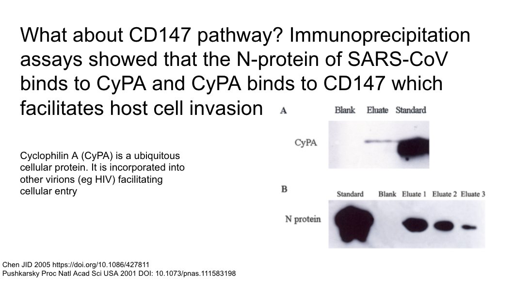 CD147 also seems to be important component of cellular entry