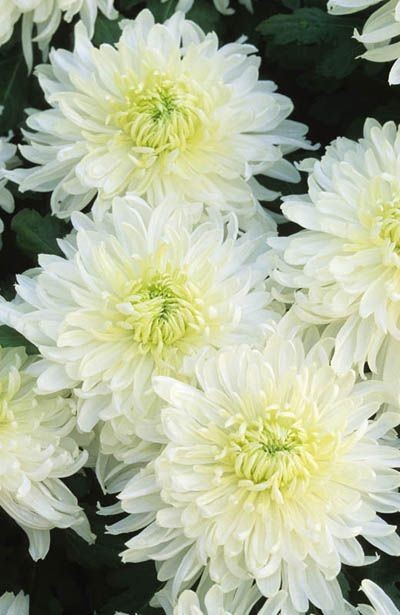 Chrysanthemum: derived from the Greek word chrysos (meaning gold) and anthemon (meaning flower) to reflect the beauty and value of this blossom. Symbolizes deep grief.