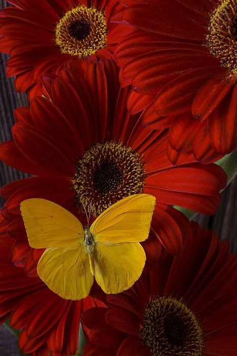 Red Daisy: derived from an old English word meaning "day's eye" because daisy flowers only open during the daytime. Symbolizes deep love.
