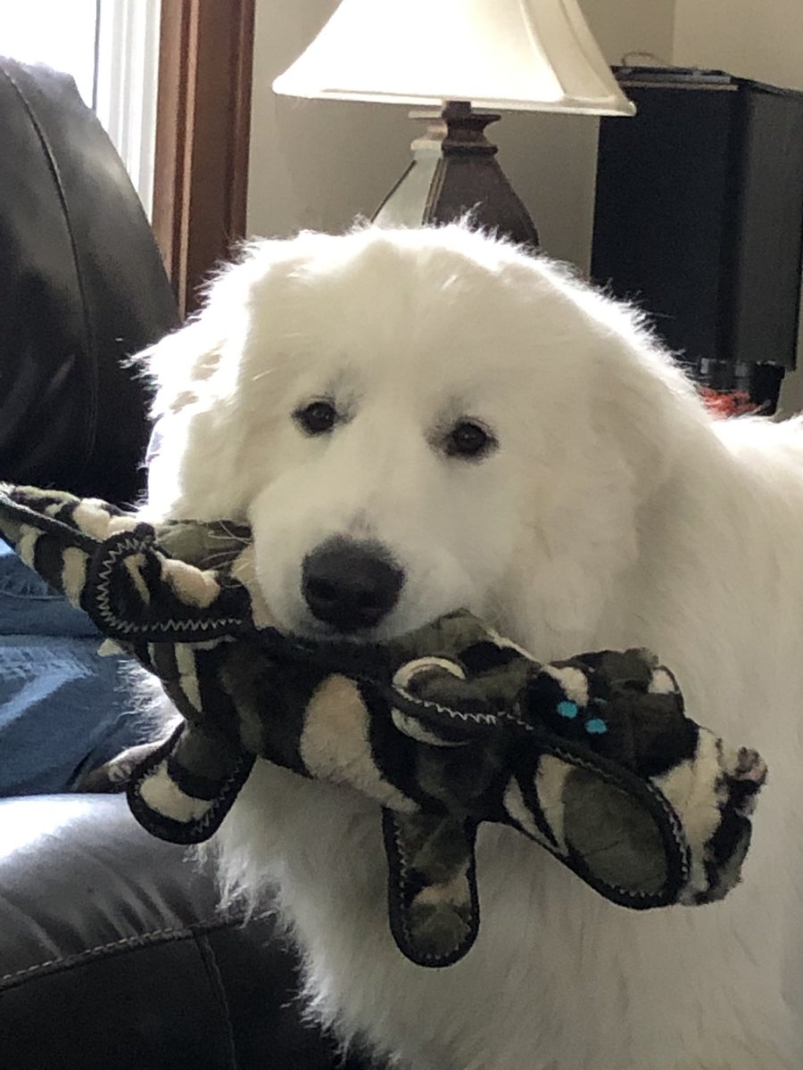 FergustheFormi1's tweet photo. I can’t social distance from Cammo my gator. #InThisTogether https://t.co/x2a0jz1H1c