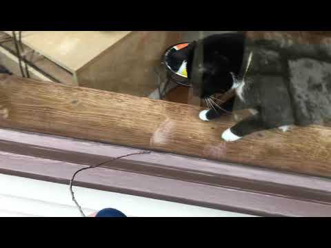MeowMoeDotCom's tweet photo. #Cat tries to #Attack #Sticc
#Cats #Cat #Kittens #Kitten #Kitty #Pets #Pet #Meow #Moe #CuteCats #CuteCat #CuteKittens #CuteKitten #MeowMoe
https://t.co/yf2DEQMPwp
. https://t.co/Ij15IRoWX9