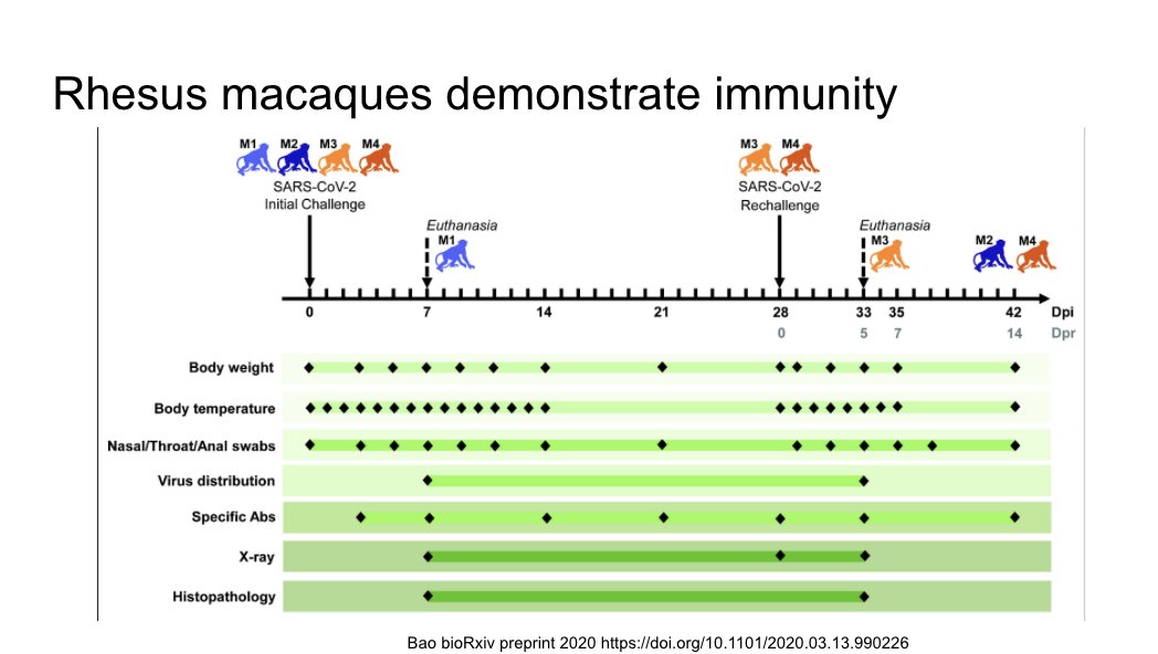 Rhesus macaques demonstrated short term immunity in this pre-print, but we don't know about long term and how this translated to humans. https://www.biorxiv.org/content/10.1101/2020.03.13.990226v1