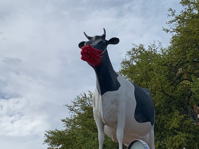 stephenvilletvb's tweet photo. Moo-La says, "Be like me, wear your mask!" Stay safe out there, friends! 😷🐄💙 https://t.co/HSLXWHkX0x