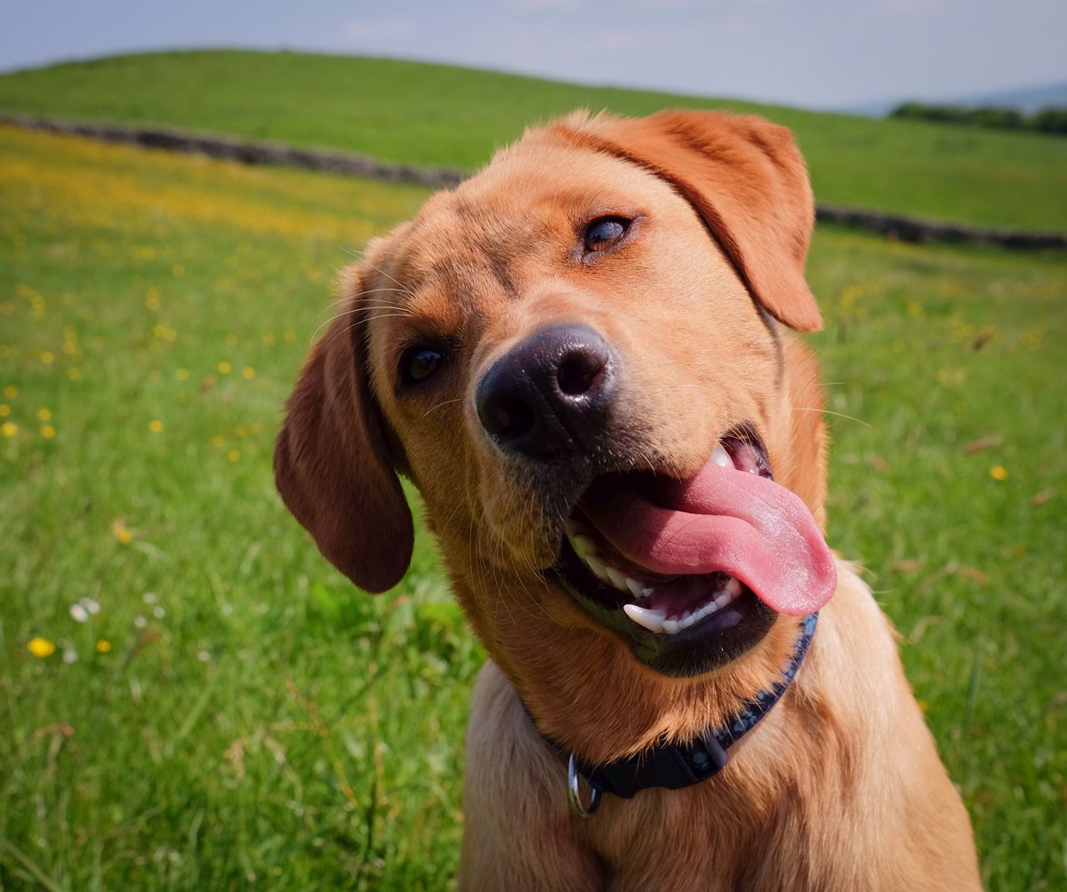CCleaningPeople's tweet photo. When you ask your Grand-dog what he thinks of this lockdown? https://t.co/WzGmjQqVSw