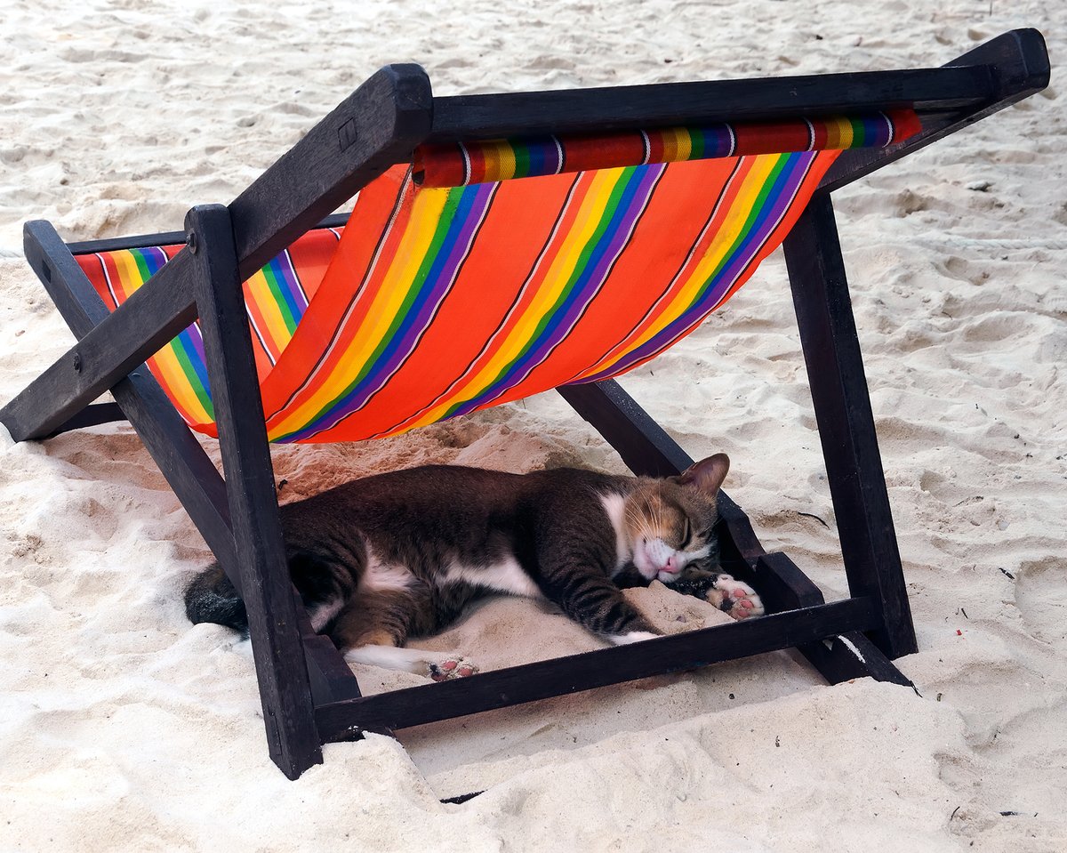 freshproducenow's tweet photo. Happy #NationalPetDay! Are you a #dog person or a #cat person? https://t.co/eLgN20MLp8