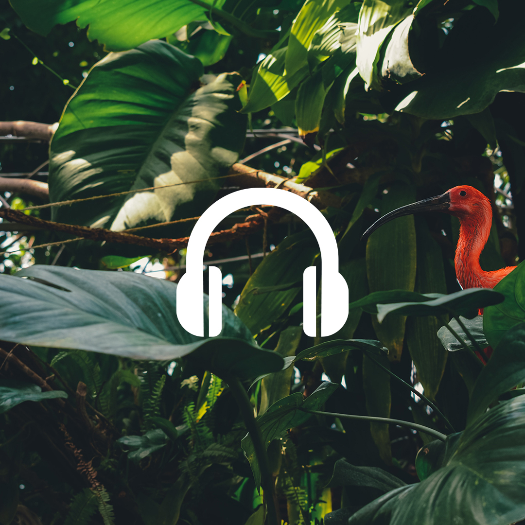 BodyhitMaur's tweet photo. { SELECTION 1 } des #sons de la #Nature pour calmer son #esprit. 🎧😇🎶
La Jungle 👇
https://t.co/ZE97PR8wEu

« La Terre est mélodieuse pour ceux qui écoutent ». 
En cette période de #confinement, il faut trouver des astuces pour garder son calme &amp; moral.
#staysafe #stayathome https://t.co/eZ0eQ997EO