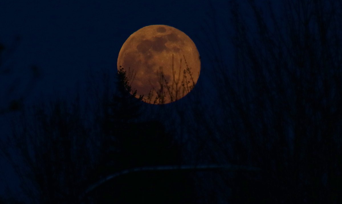 wapio3021's tweet photo. Pink Supermoon shot in the @CityofRenton Highlands. #supermoon2020 #pinkmoon2020 #notsopink https://t.co/CvzNuIGiH2