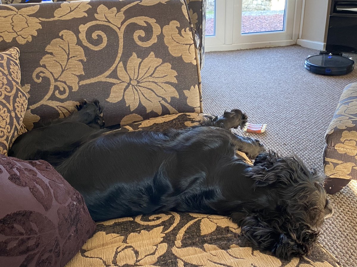 mrsjoannegrey's tweet photo. I think in the current circumstances we should all be more dog. #rosebud #ebz #oldgirl #crazycocker https://t.co/ZxGNlTQuiz