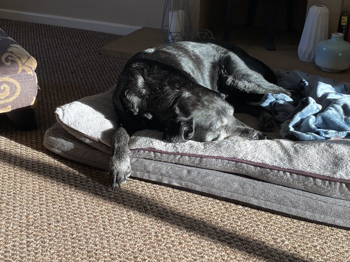 mrsjoannegrey's tweet photo. I think in the current circumstances we should all be more dog. #rosebud #ebz #oldgirl #crazycocker https://t.co/ZxGNlTQuiz