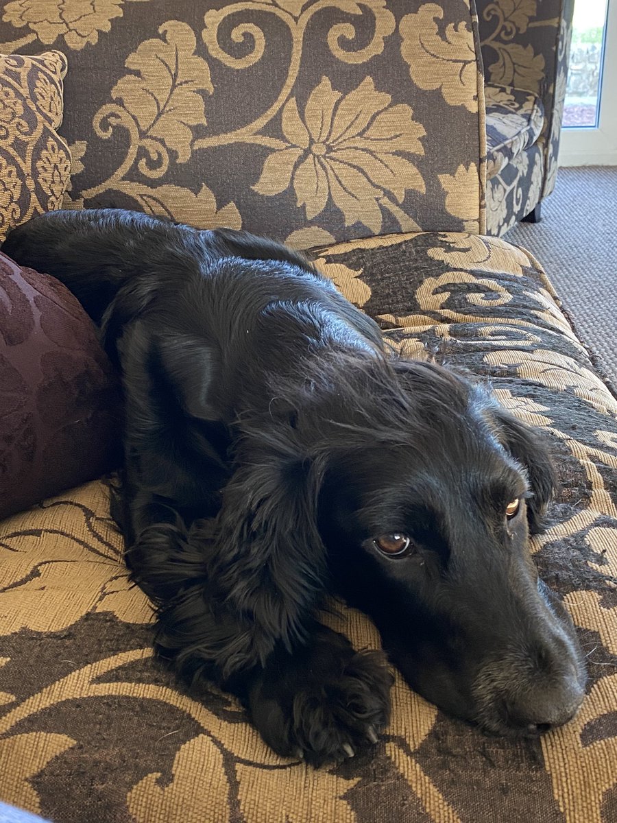 mrsjoannegrey's tweet photo. I think in the current circumstances we should all be more dog. #rosebud #ebz #oldgirl #crazycocker https://t.co/ZxGNlTQuiz