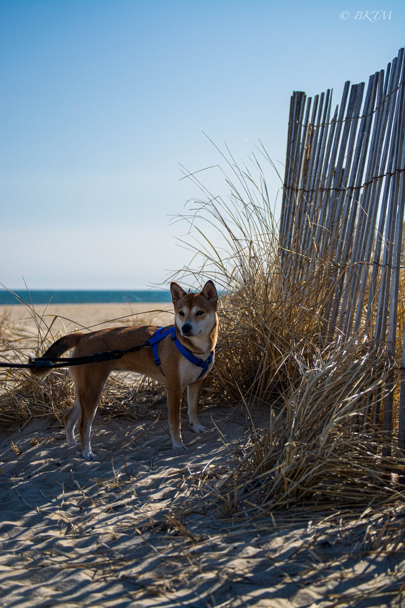 BKTM_RaquelR's tweet photo. Missing the beach... @harlem_shiba
#creativityfuel #dowhatscaresyou #gonnatry #nikonphotography #lifebeforequarantine https://t.co/XylqTaBOeM