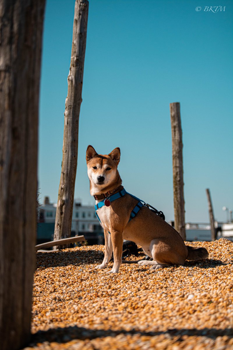 BKTM_RaquelR's tweet photo. Missing the beach... @harlem_shiba
#creativityfuel #dowhatscaresyou #gonnatry #nikonphotography #lifebeforequarantine https://t.co/XylqTaBOeM